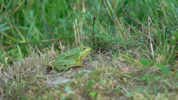 Велика зелена жаба стрибає після того, як комаха на фоні зелені — стокове відео