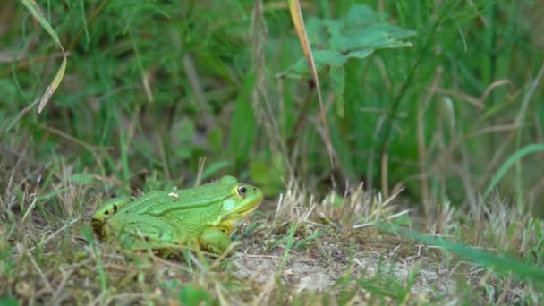 Велика зелена жаба її природне середовище існування стрибає після комахи — стокове відео