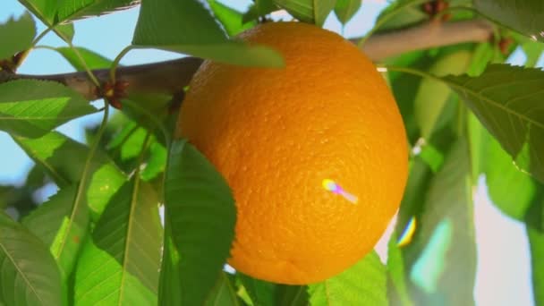 Naranja jugosa iluminada por el sol está creciendo en el naranjo — Vídeo de stock