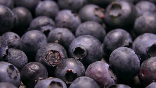 大型蓝莓慢动作滚动的特写 — 图库视频影像