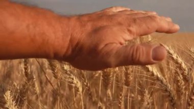 Erkek eli, olgun altın buğdayın kulaklarına dokunur ve inceler.