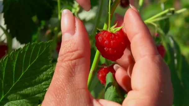 달콤 한 식욕을 돋우는 라즈베리 열매를 따는 암컷의 손을 가까이 서 보라 — 비디오