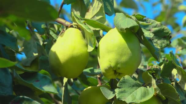 Primer plano de peras jugosas maduras que crecen en la rama en el huerto — Vídeos de Stock