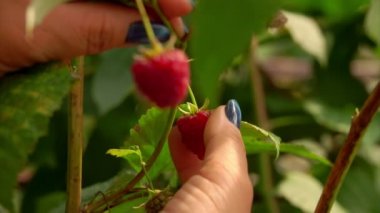 Çalılıktan nefis, iştah açıcı ahududu toplayan kadın ellerini kapat.