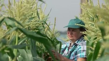 Kadın çiftçi mısır tarlasında yürüyor ve mısır saplarını inceliyor.