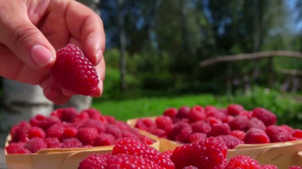 Mano pone una frambuesa madura en la canasta de mimbre — Vídeos de Stock