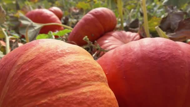 Close-up panorama van rijpe grote oranje pompoenen die op het veld groeien — Stockvideo