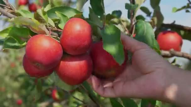 Gros plan d'une femelle prenant à la main des pommes rouges juteuses mûres d'une branche — Video