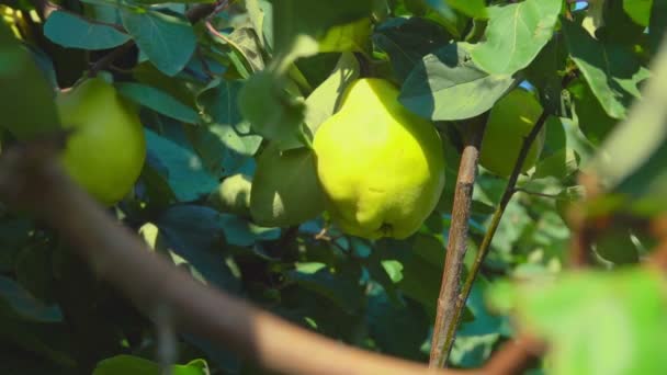 Крупный план спелых сочных зеленых груш, растущих на ветке в саду — стоковое видео