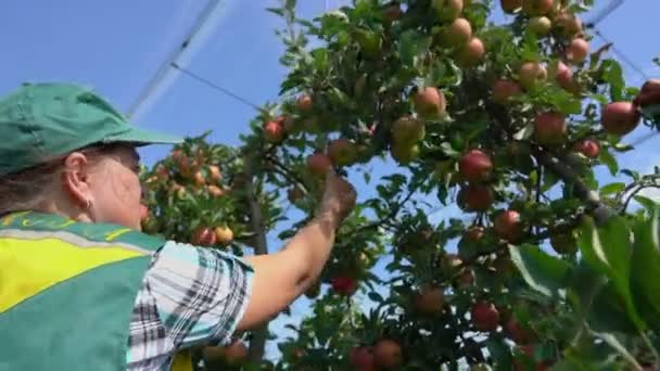 Жінка-фермер збирає стиглі соковиті яблука з дерева в яблучному саду — стокове відео