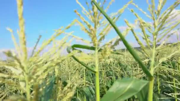 Pole kukurydzy w słoneczny letni dzień — Wideo stockowe