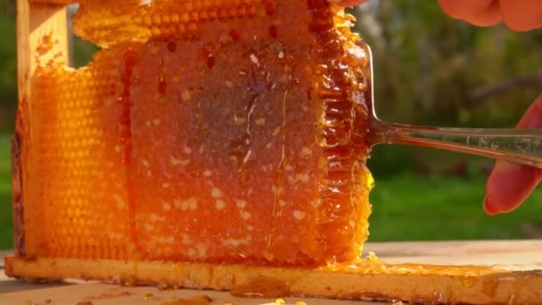 Parte dos favos de mel com mel fresco é retirada do quadro — Vídeo de Stock