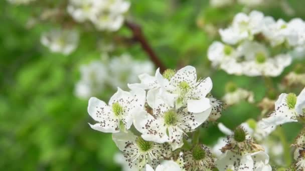 Närbild av ett bi samla pollen från björnbär och hallon blommor — Stockvideo