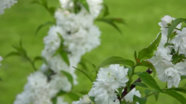 Vita mandelblommor på trädgrenen — Stockvideo