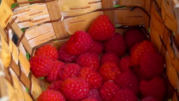 Großaufnahme von großen saftigen Himbeeren, die in den Weidenkorb fallen — Stockvideo