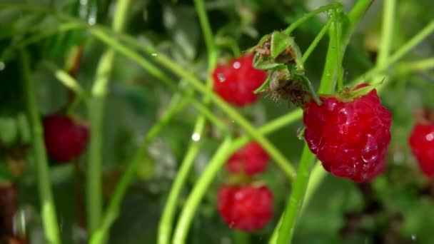 Detailní záběr letních kapek deště padají na červené zralé maliny — Stock video