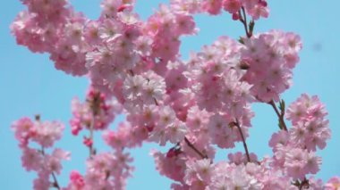 Arılar sıcak ve güneşli bir günde kiraz ağacından polen toplarlar.