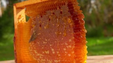 Güneşli bir yaz gününde bal peteklerinin bir kısmı çerçeveden kesilir.