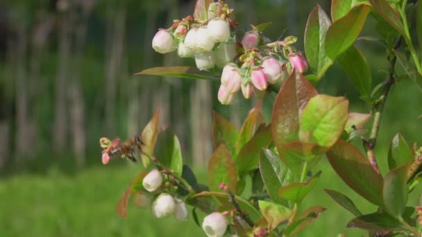 Bin samlar pollen från vit blåbärsblomma på den gröna busken. — Stockvideo