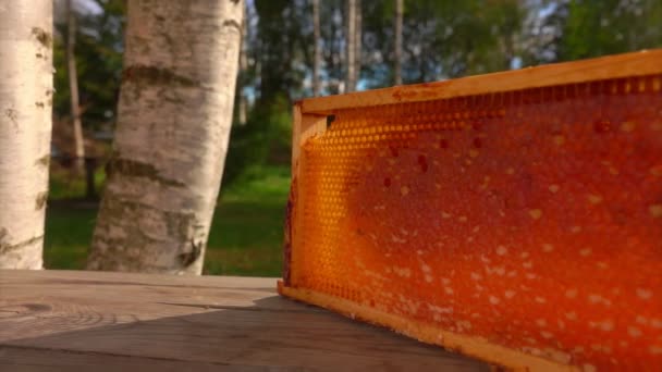Panoráma a méhsejt fésűk a keret egy napsütéses nyári napon — Stock videók