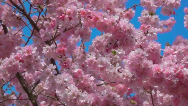 粉红色的樱桃树在阳光灿烂的日子里在蓝天的背景下绽放着花朵 — 图库视频影像
