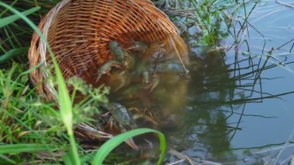 Lebendige Krebse sitzen im Korb am Ufer des Waldsees — Stockvideo