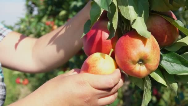 Les mains des femmes récoltent de belles pommes mûres dans le verger — Video