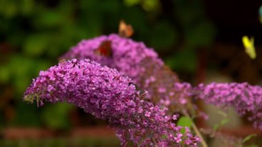 Sarı kelebek leylak pembesi Buda çiçeğinin etrafında uçar