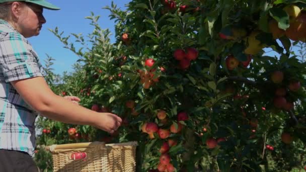 Uma agricultora está colhendo belas maçãs vermelhas da macieira — Vídeo de Stock