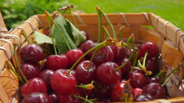 손 이 과즙 이 많은 붉은 열매 다발을 바구니에 넣고 있다 — 비디오