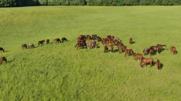 Aerial drone footage of horses grazing on the green field — Stock Video