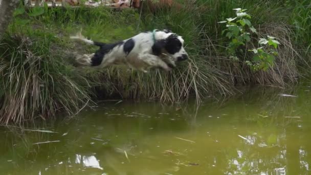 Черно-белый английский кокер-спаниель прыгает в пруд с брызгами — стоковое видео