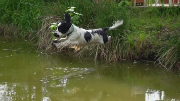 Glücklicher schwarz-weißer englischer Cockerspaniel springt in den Teich — Stockvideo