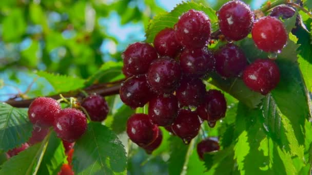 Close-up van de natte sappige rode kersen op de kersenboom — Stockvideo