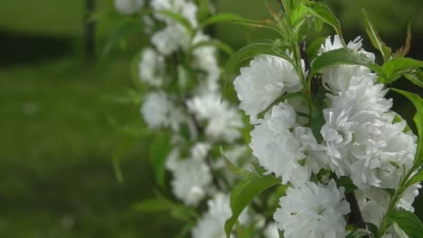 Primer plano de las flores de almendras blancas en la rama del árbol — Vídeos de Stock