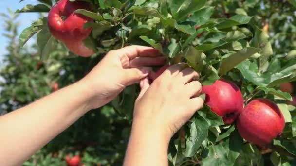 Las manos femeninas están cosechando hermosas manzanas rojas del árbol en el huerto — Vídeo de stock