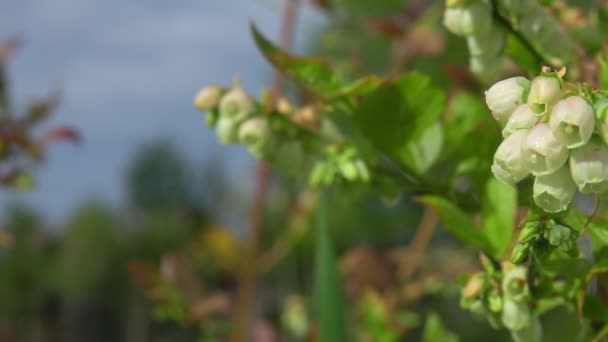 Biały kwiat jagody na zielonym krzewie — Wideo stockowe
