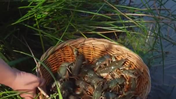 Mano tomando una cesta llena de cangrejos de río vivos en la orilla del lago del bosque — Vídeo de stock