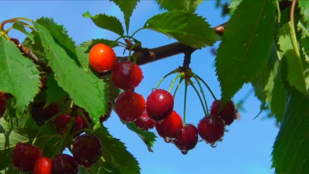 Panorama delle succose ciliegie mature bagnate sullo sfondo del cielo blu chiaro — Video Stock