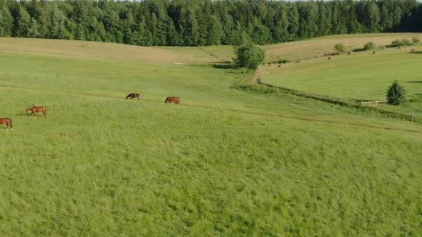 緑のフィールド上の馬の放牧の空中パノラマ映像 — ストック動画
