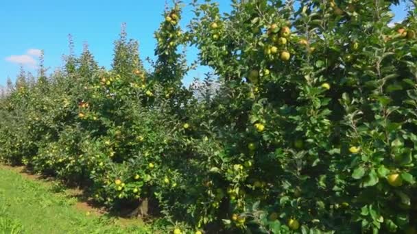 Panorama van de prachtige groene appelbomen in de boomgaard op de zomerdag — Stockvideo