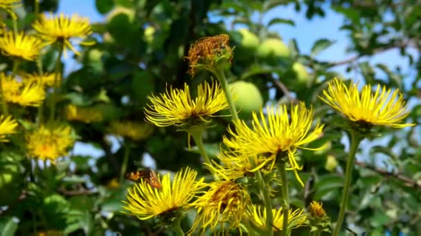 La mariposa está volando alrededor de flores amarillas de cristal y recogiendo polen — Vídeo de stock