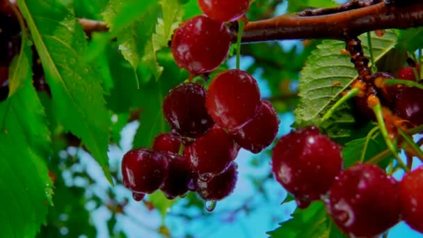 Panorama de las jugosas cerezas rojas húmedas en la rama del cerezo — Vídeos de Stock