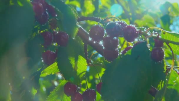 Cerezas maduras jugosas y húmedas al sol en el fondo del cielo azul claro — Vídeo de stock