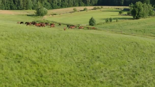 Повітряні кадри красивих коней, що пасуться на зеленому лузі — стокове відео