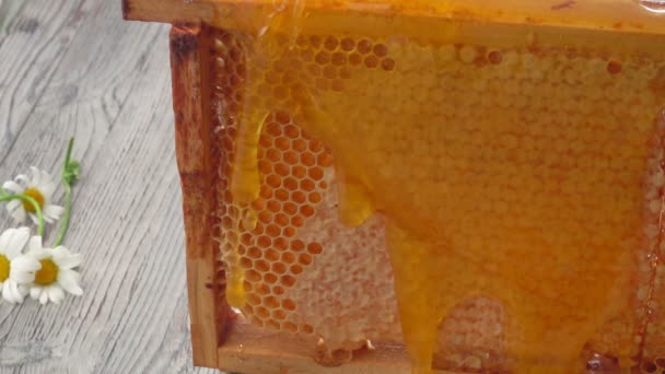 Heerlijke honing stroomt naar beneden op het oppervlak van de honingraten — Stockvideo