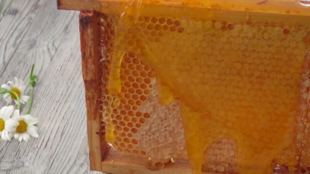 Delicious honey is flowing down on the surface of the honeycombs — Stock Video