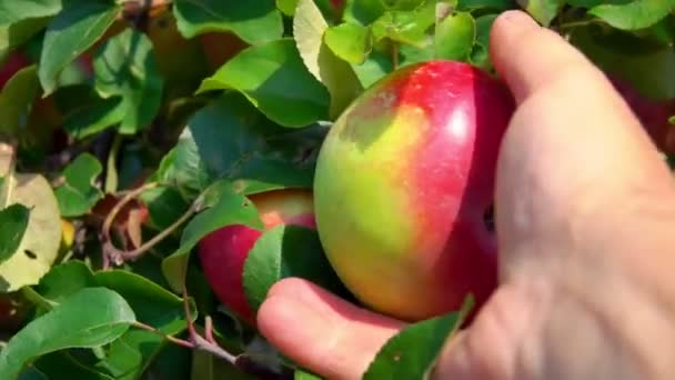 Handen tar ett stort moget rött äpple från trädgrenen. — Stockvideo