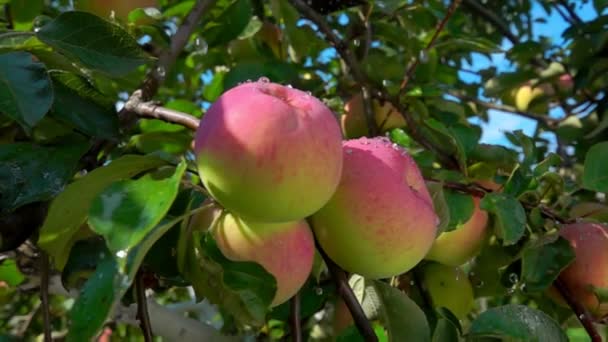 Esőcseppek hullanak a nagy, érett vörös almákra a faágon. — Stock videók