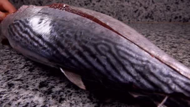 Raw tuna fish is opened with a knife onto the fillet — Stock Video